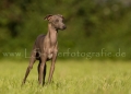 31 Windhund-Trio